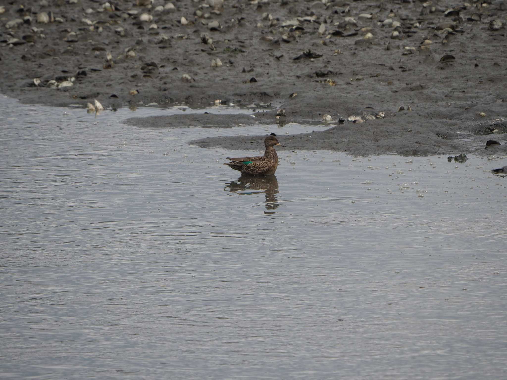 Photo of Eurasian Teal at Yatsu-higata by ふなきち