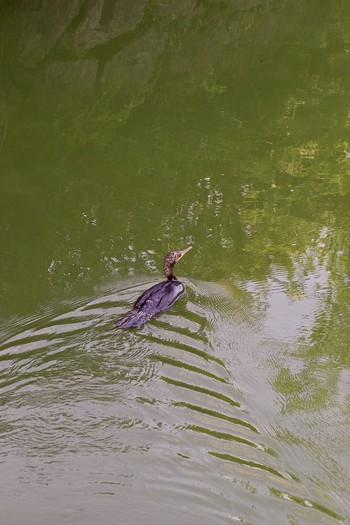 Unknown Species 山田池公園 Sun, 8/25/2019