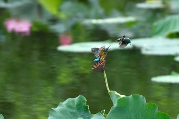 カワセミ 場所が不明 2019年8月27日(火)