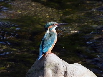 Common Kingfisher 立川 Sun, 8/25/2019