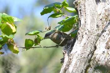 Japanese Green Woodpecker 段戸裏谷 Mon, 8/26/2019