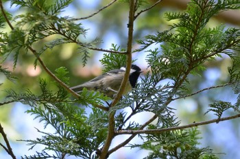 Coal Tit 段戸裏谷 Mon, 8/26/2019