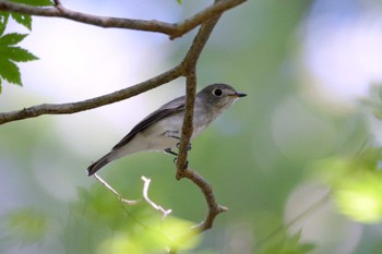 Mon, 8/26/2019 Birding report at 段戸裏谷