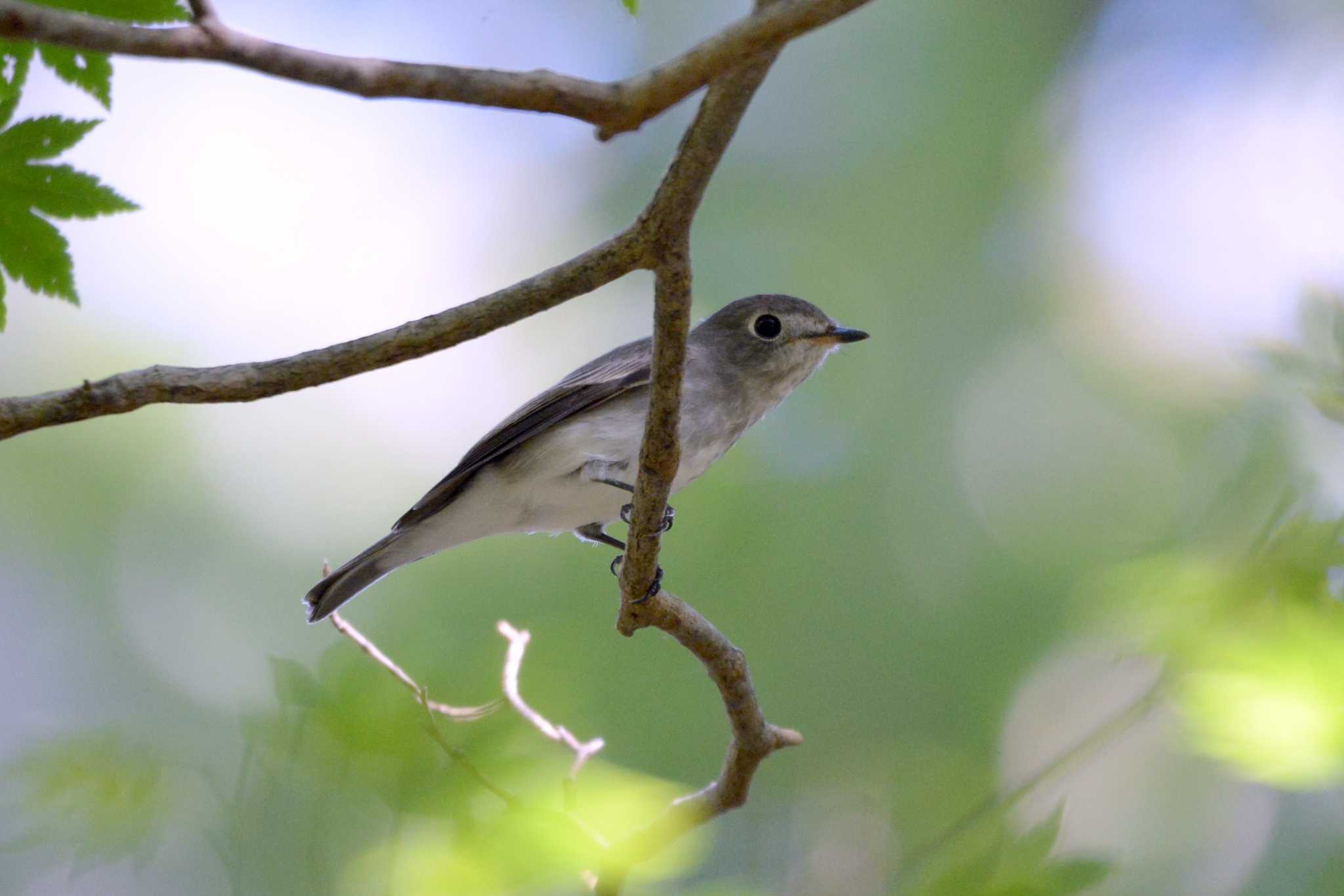 Photo of Asian Brown Flycatcher at 段戸裏谷 by ポッちゃんのパパ