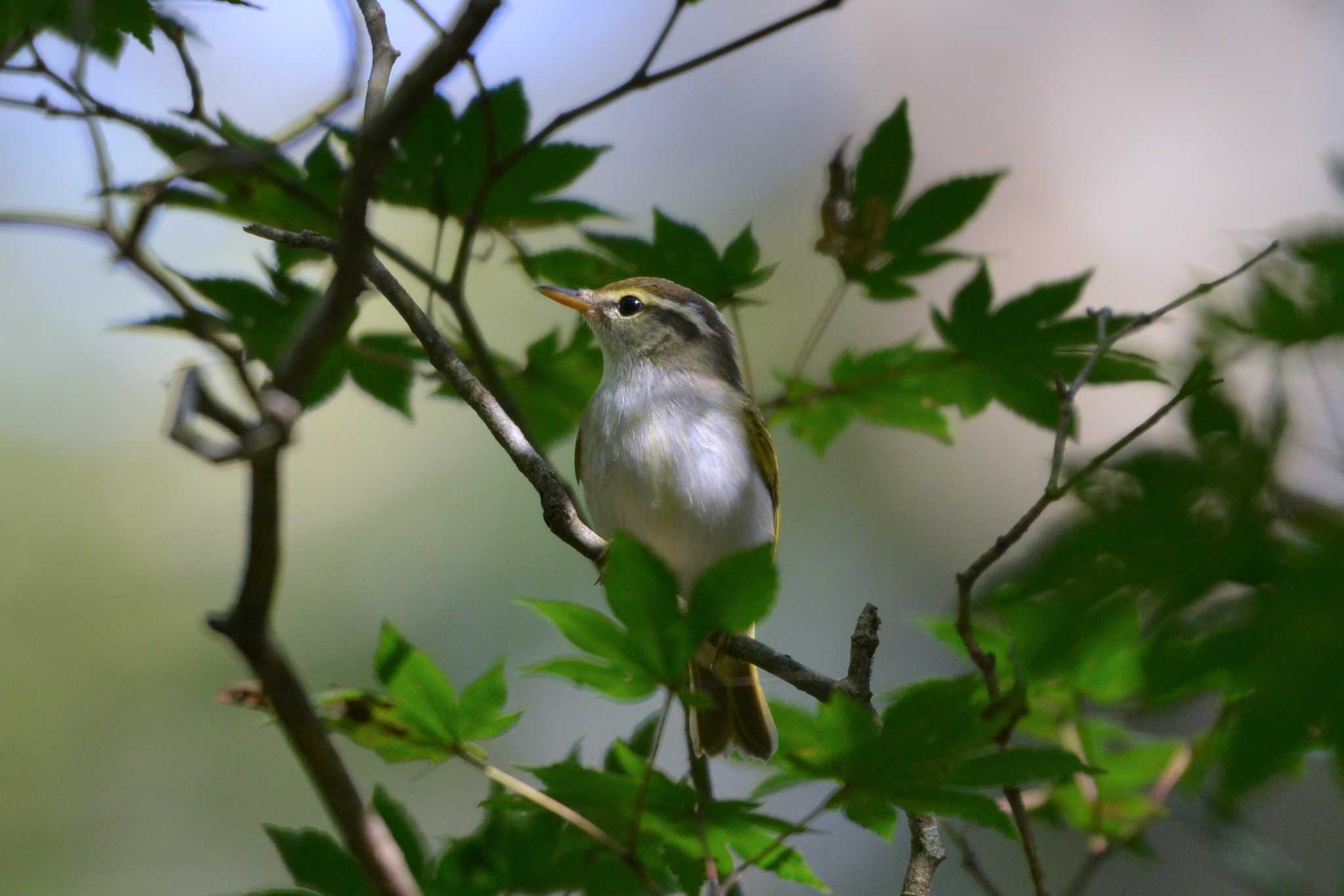 Eastern Crowned Warbler