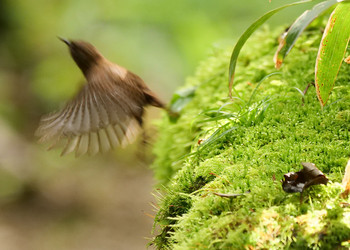 Eurasian Wren Yanagisawa Pass Tue, 8/27/2019