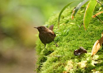 Eurasian Wren Yanagisawa Pass Tue, 8/27/2019