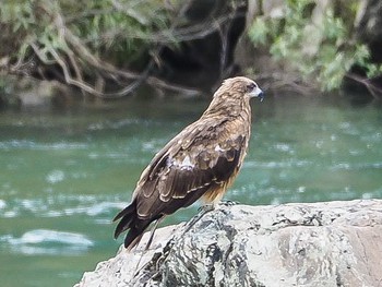 Black Kite 洲原神社 Tue, 8/27/2019