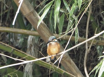 Common Kingfisher 洲原神社 Tue, 8/27/2019