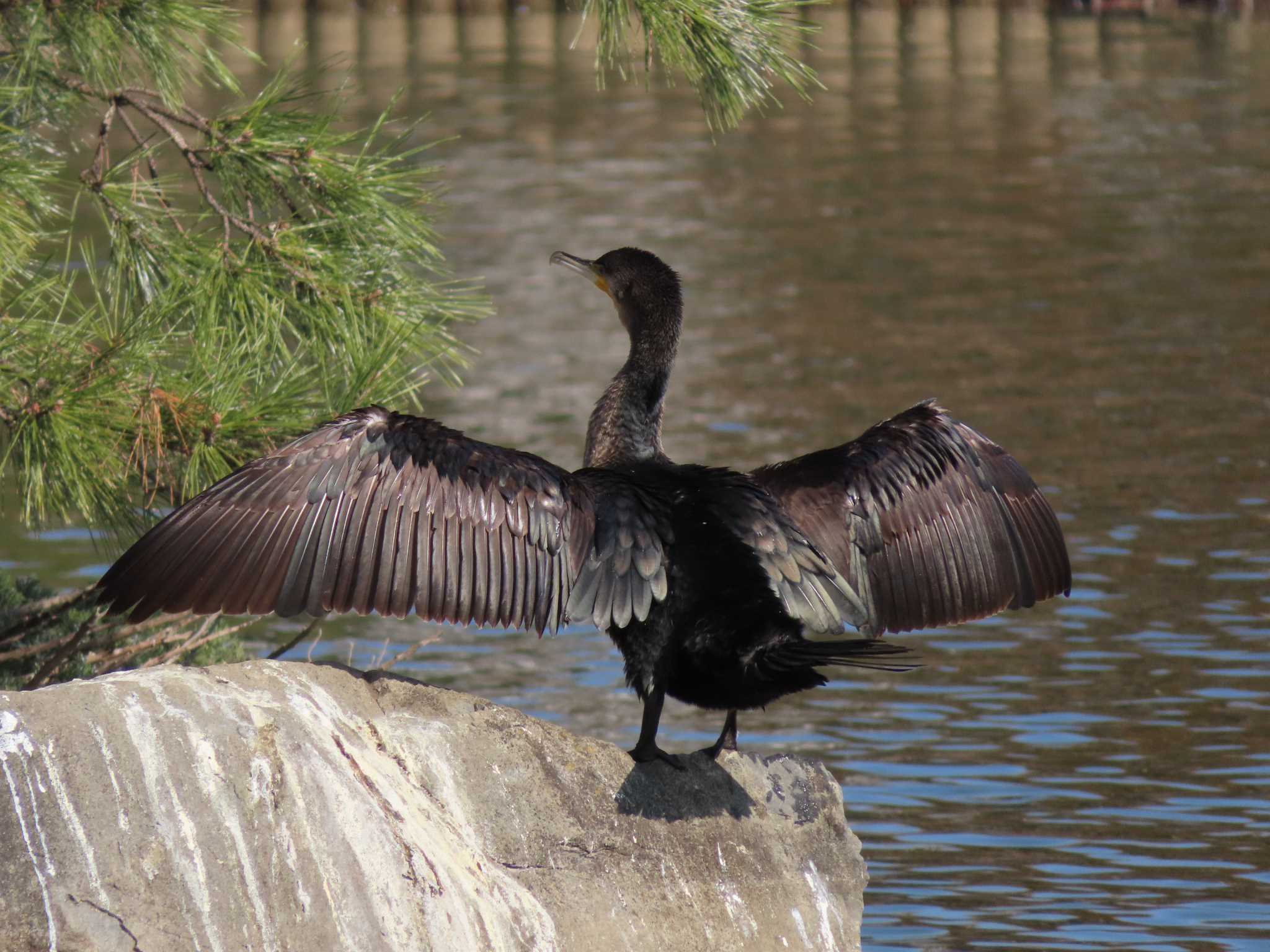 大池親水公園 カワウの写真 by kou