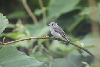 コサメビタキ 西岡公園(西岡水源地) 2019年8月12日(月)