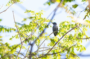 Purple-winged Roller