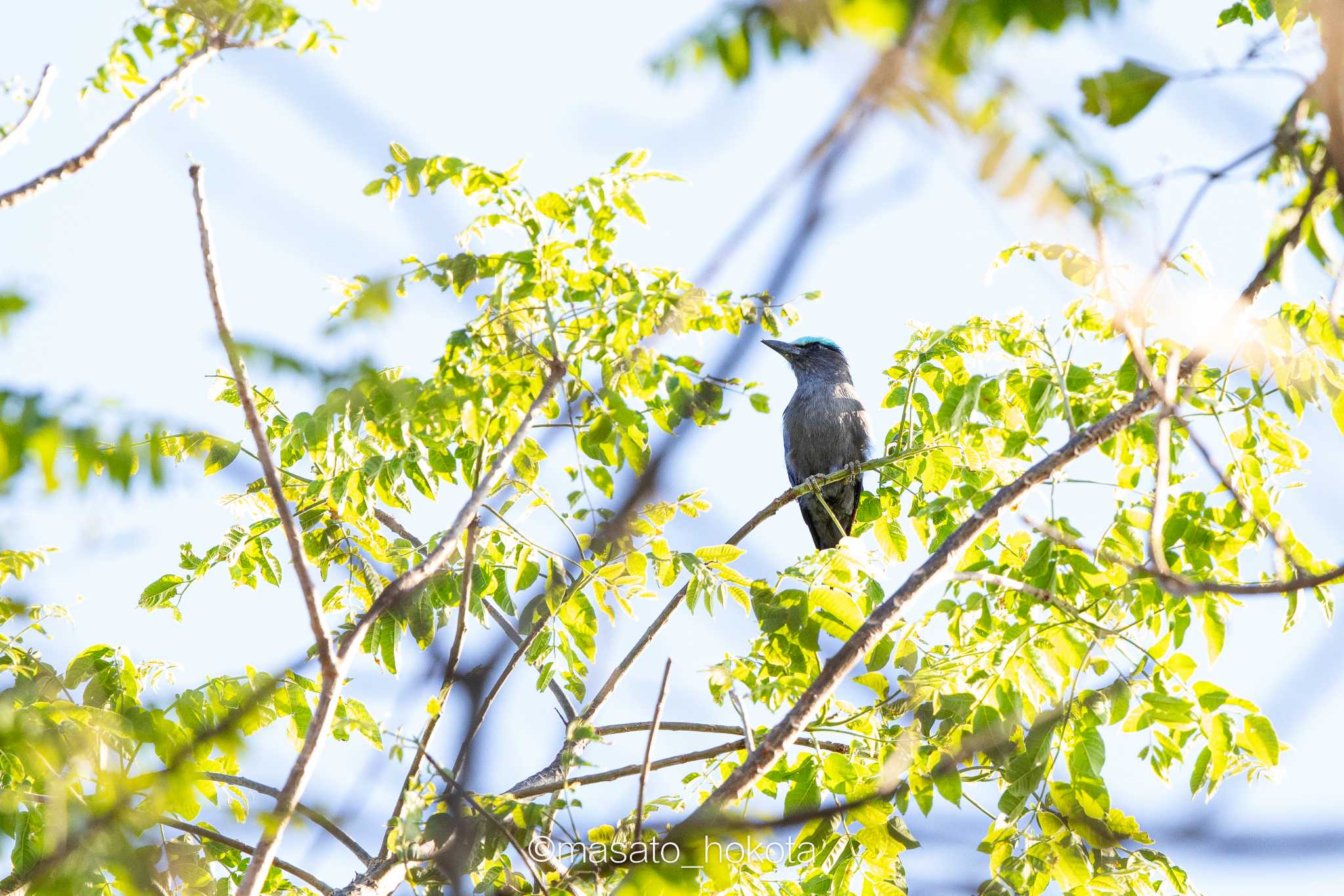 Photo of Purple-winged Roller at Tangkoko NR(Indonesia Sulawesi Island) by Trio