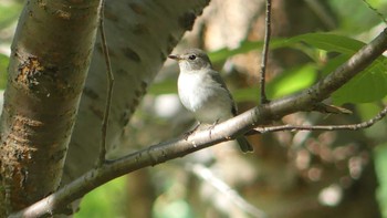 Asian Brown Flycatcher Makomanai Park Sun, 8/25/2019