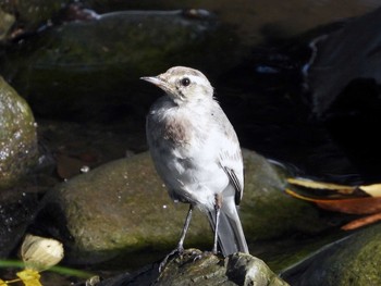 Japanese Wagtail 立川 Wed, 8/14/2019