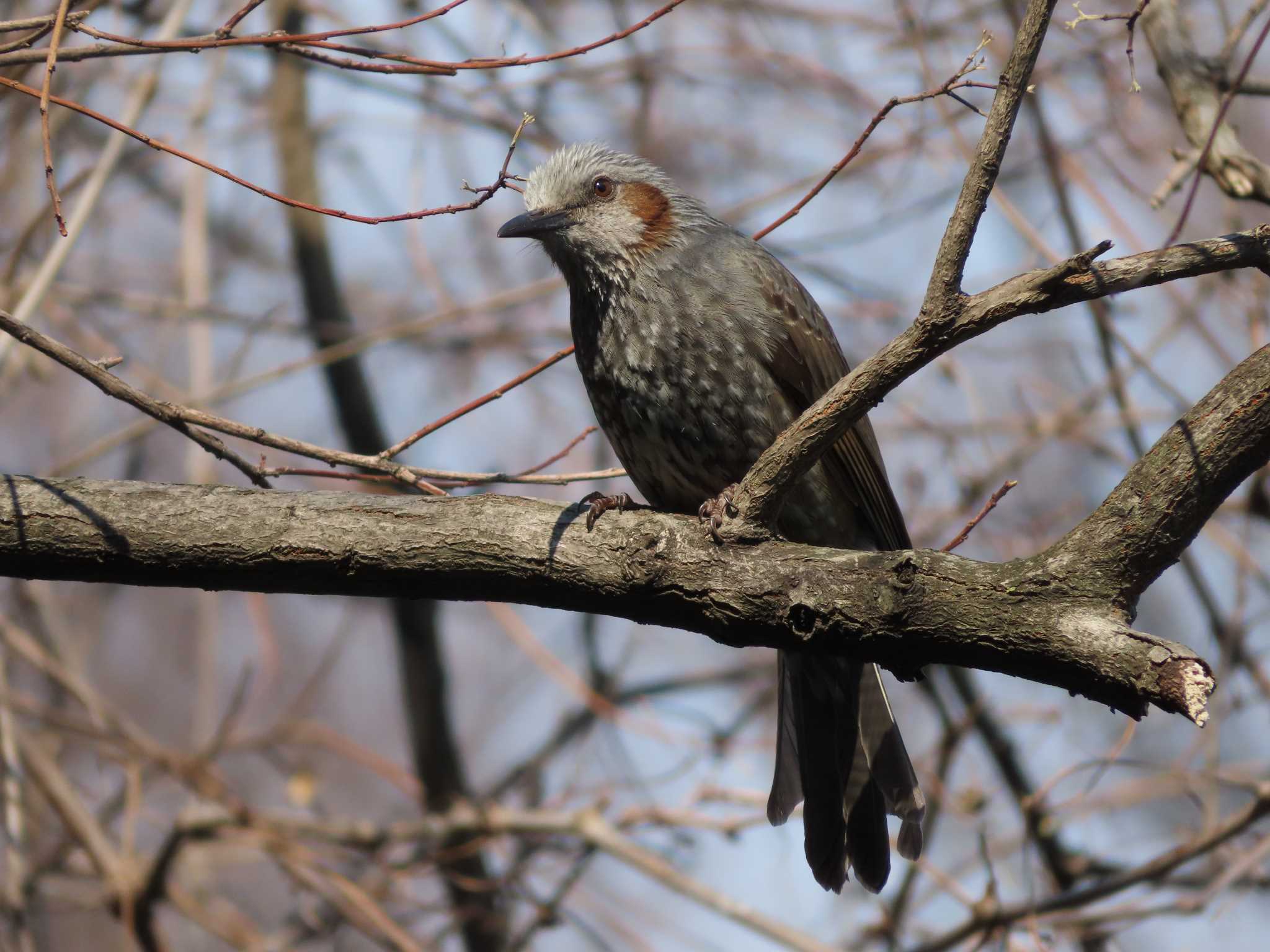 Brown-eared Bulbul