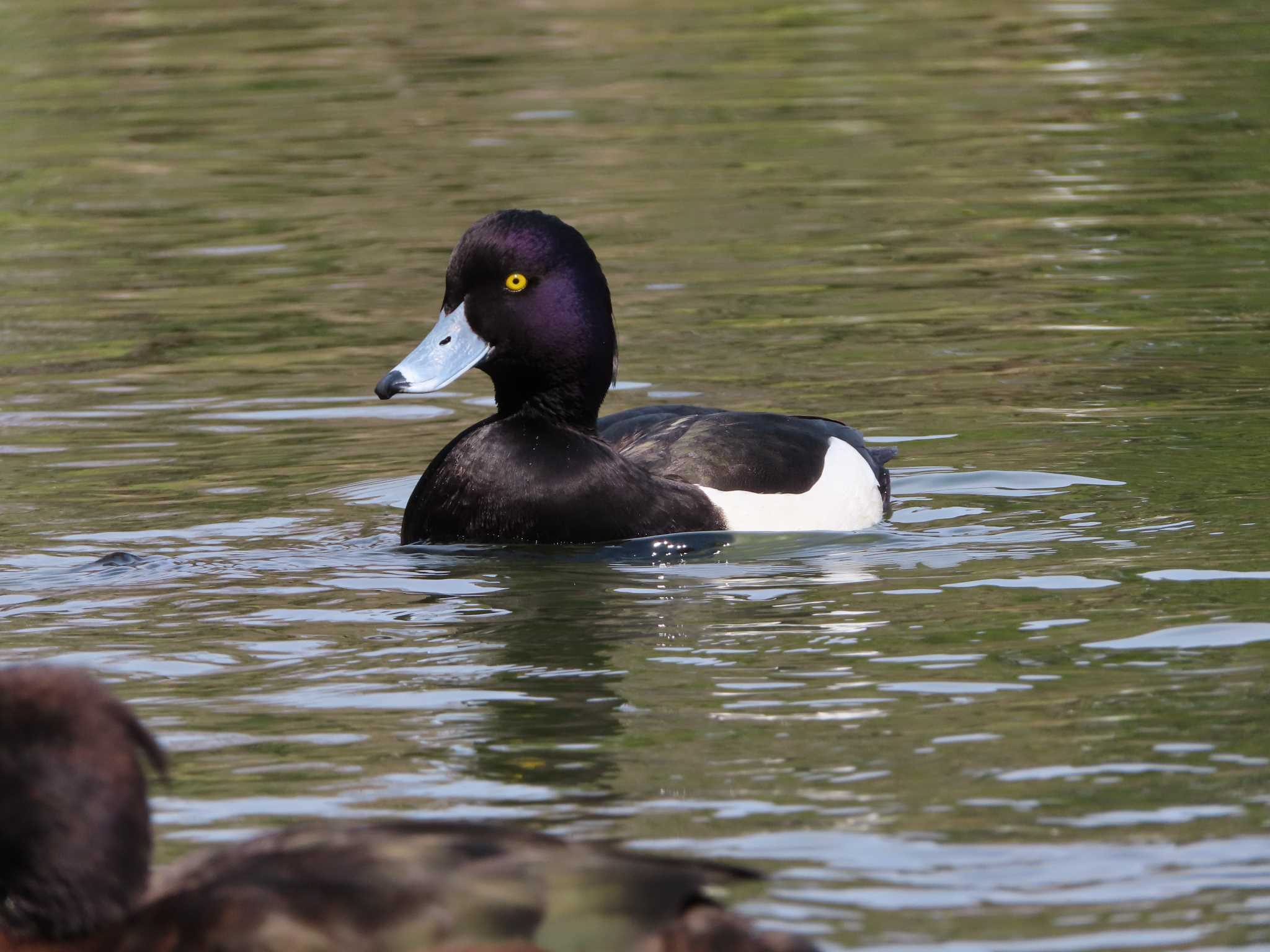 Tufted Duck