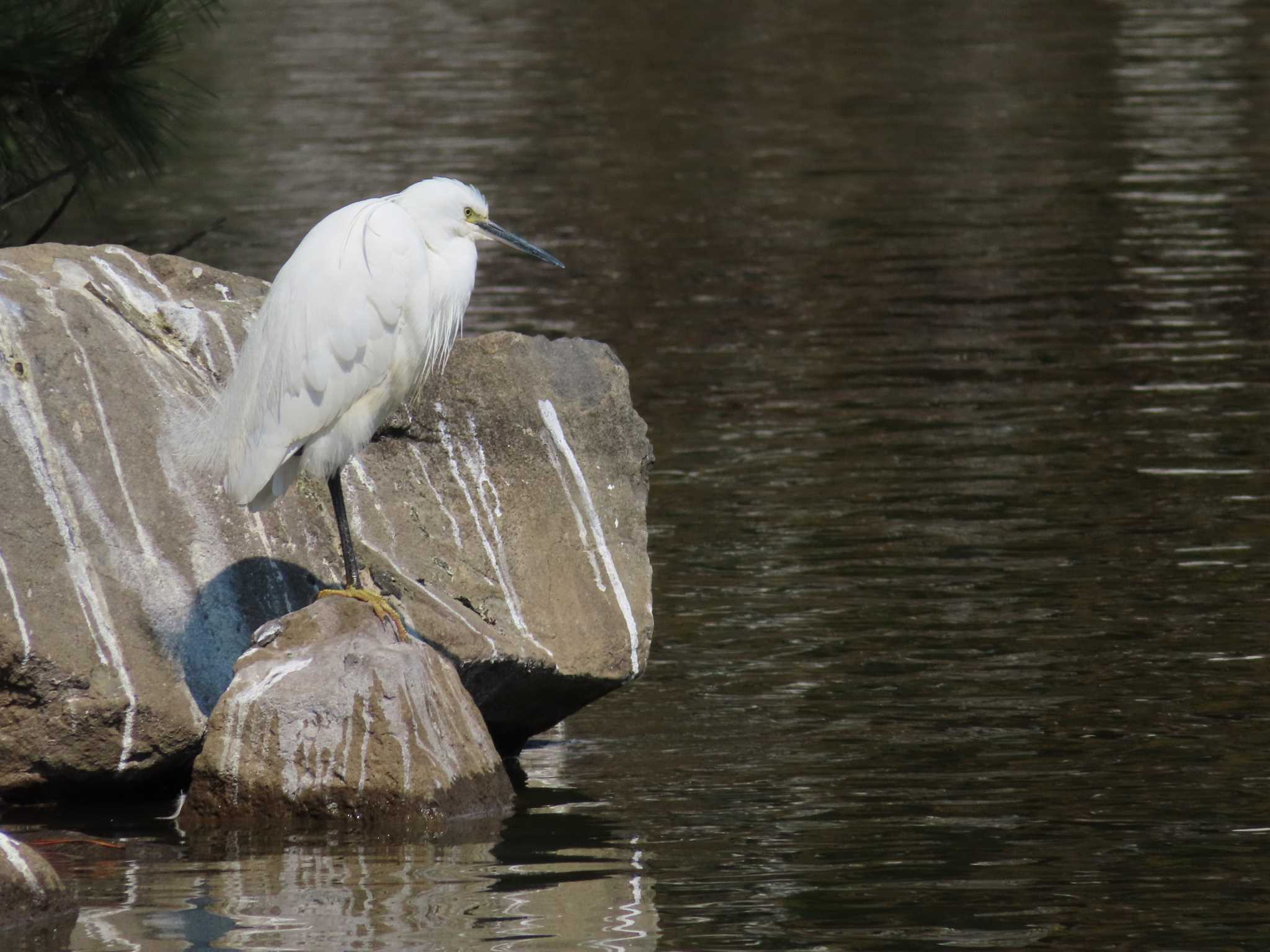 Little Egret