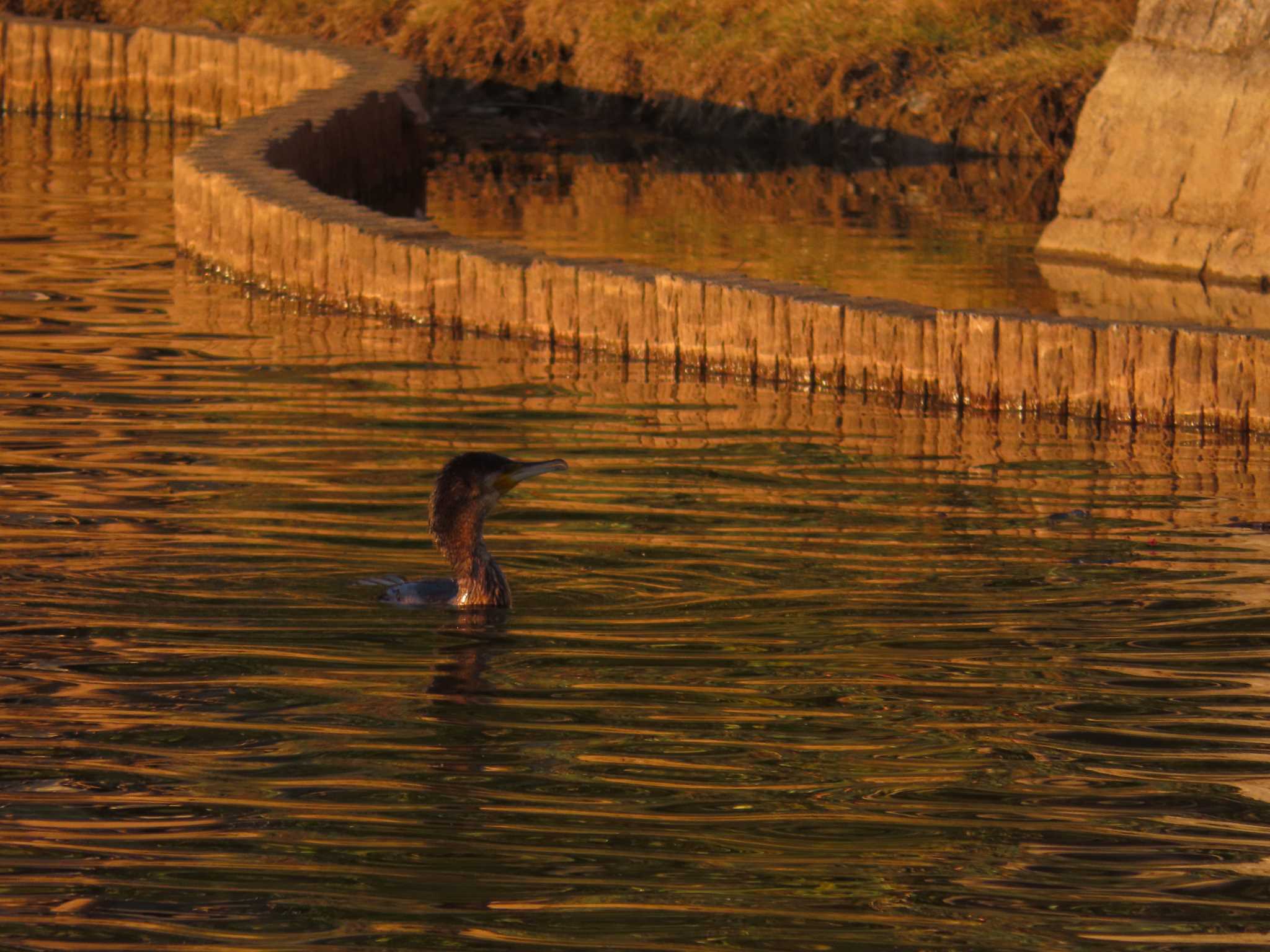 大池親水公園 カワウの写真 by kou