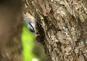 Eurasian Nuthatch Yanagisawa Pass Tue, 8/27/2019