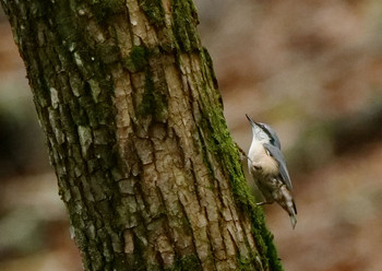 Eurasian Nuthatch Yanagisawa Pass Tue, 8/27/2019