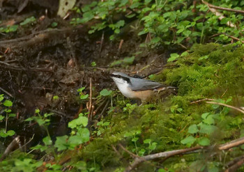 Eurasian Nuthatch Yanagisawa Pass Tue, 8/27/2019