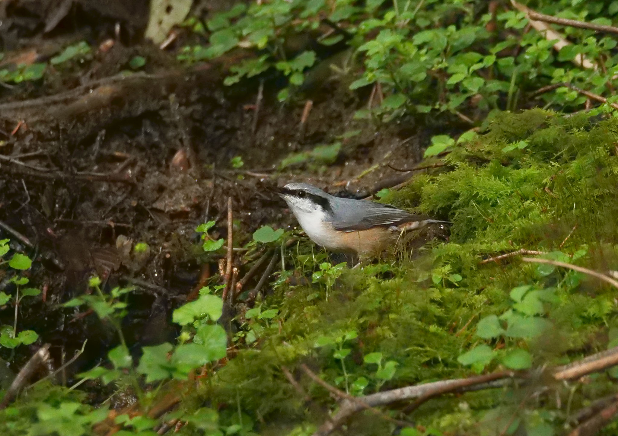 Photo of Eurasian Nuthatch at Yanagisawa Pass by Rothlega