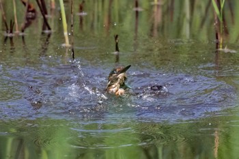 カワセミ 葛西臨海公園 2019年8月24日(土)