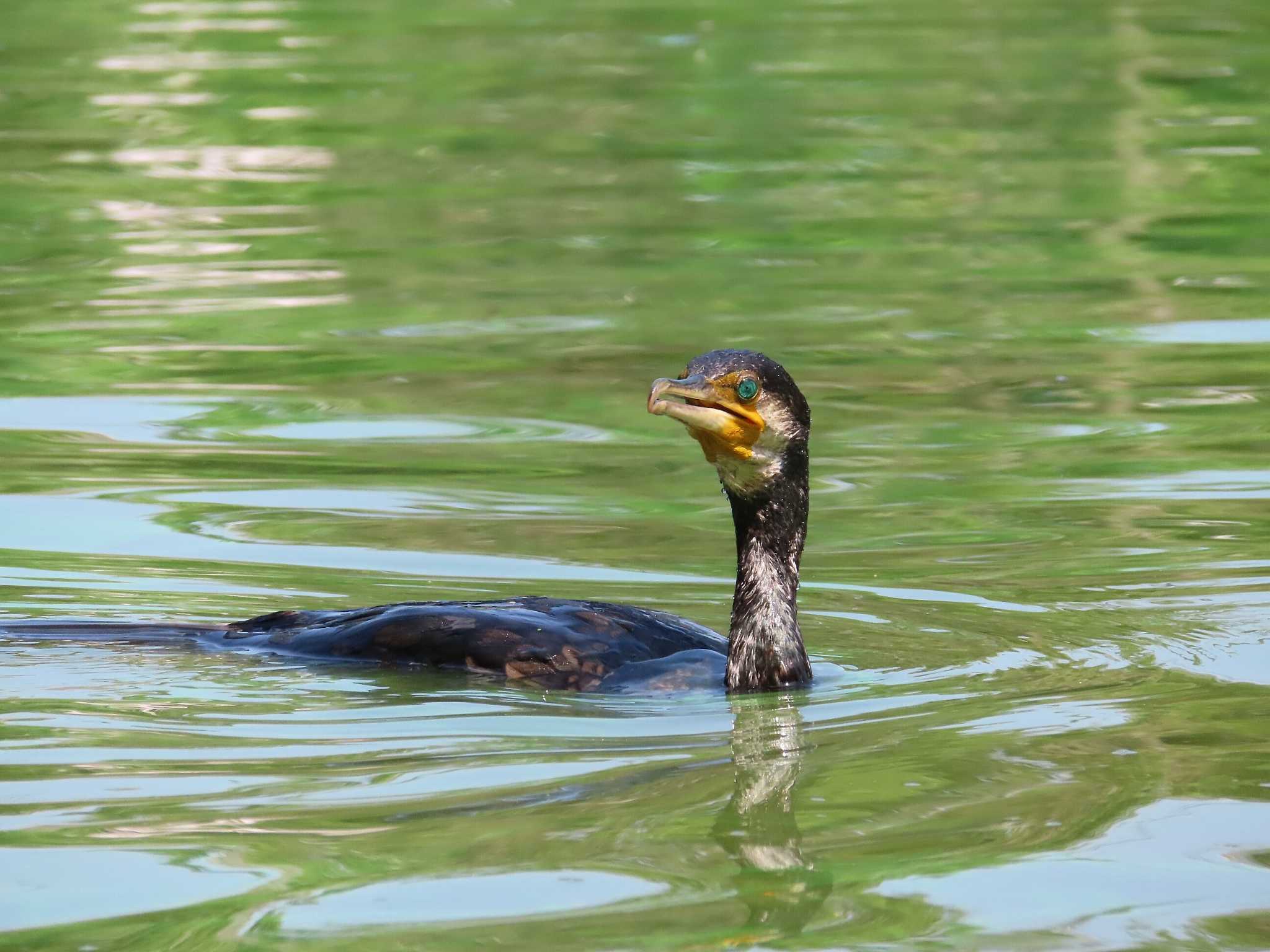 大池親水公園 カワウの写真 by kou