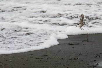 Red-necked Stint はまなすの丘公園(石狩市) Sat, 8/24/2019