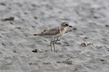 Greater Sand Plover Sambanze Tideland Thu, 8/29/2019