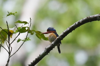 カザリショウビン ケーン・クラチャン国立公園 2019年6月1日(土)