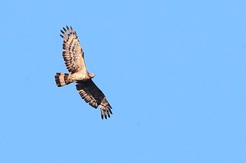 ハチクマ 場所が不明 2019年8月13日(火)