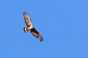 ハチクマ 場所が不明 2019年8月13日(火)