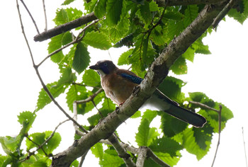 Eurasian Jay Yanagisawa Pass Tue, 8/27/2019