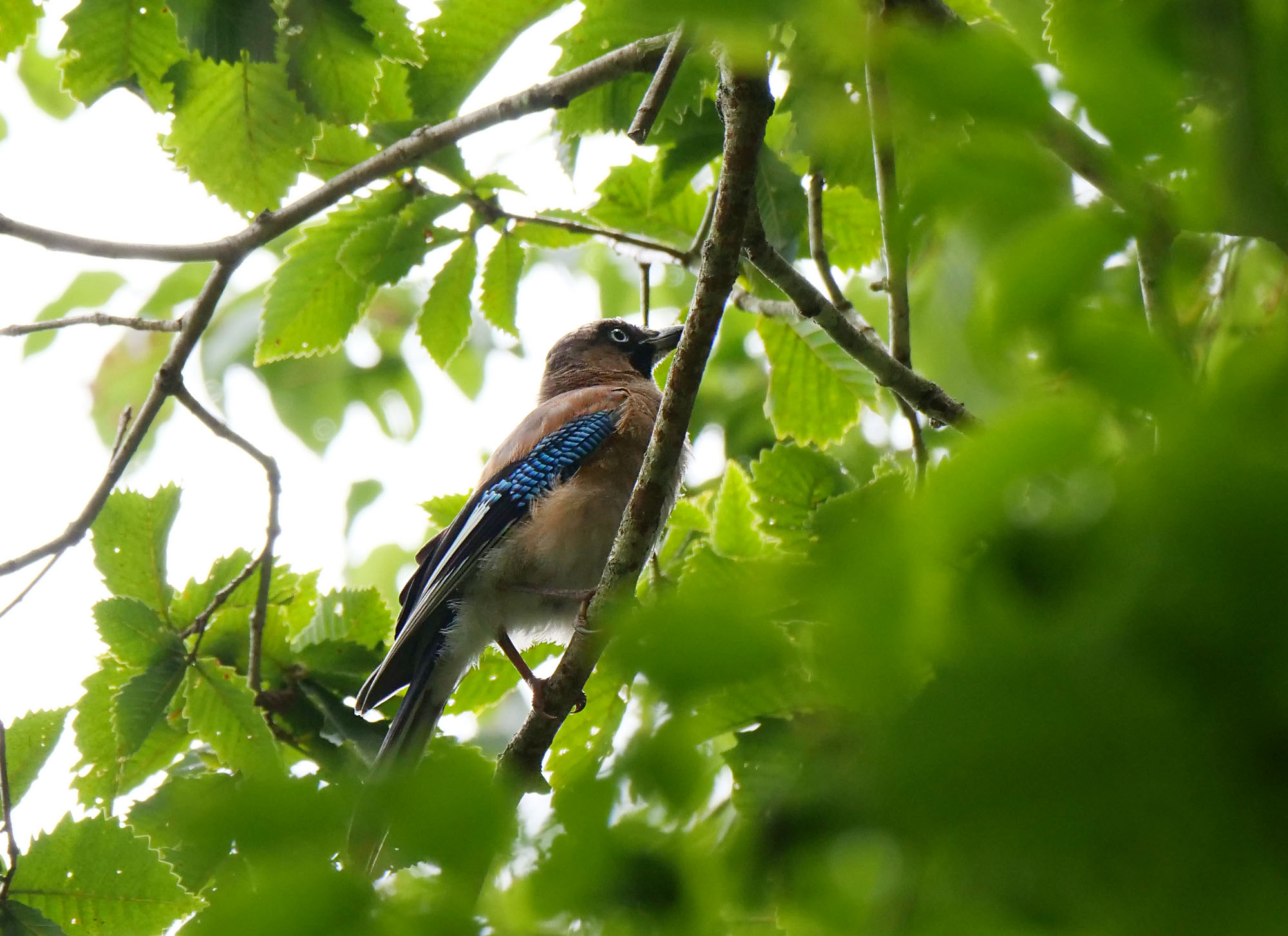 Photo of Eurasian Jay at Yanagisawa Pass by Rothlega