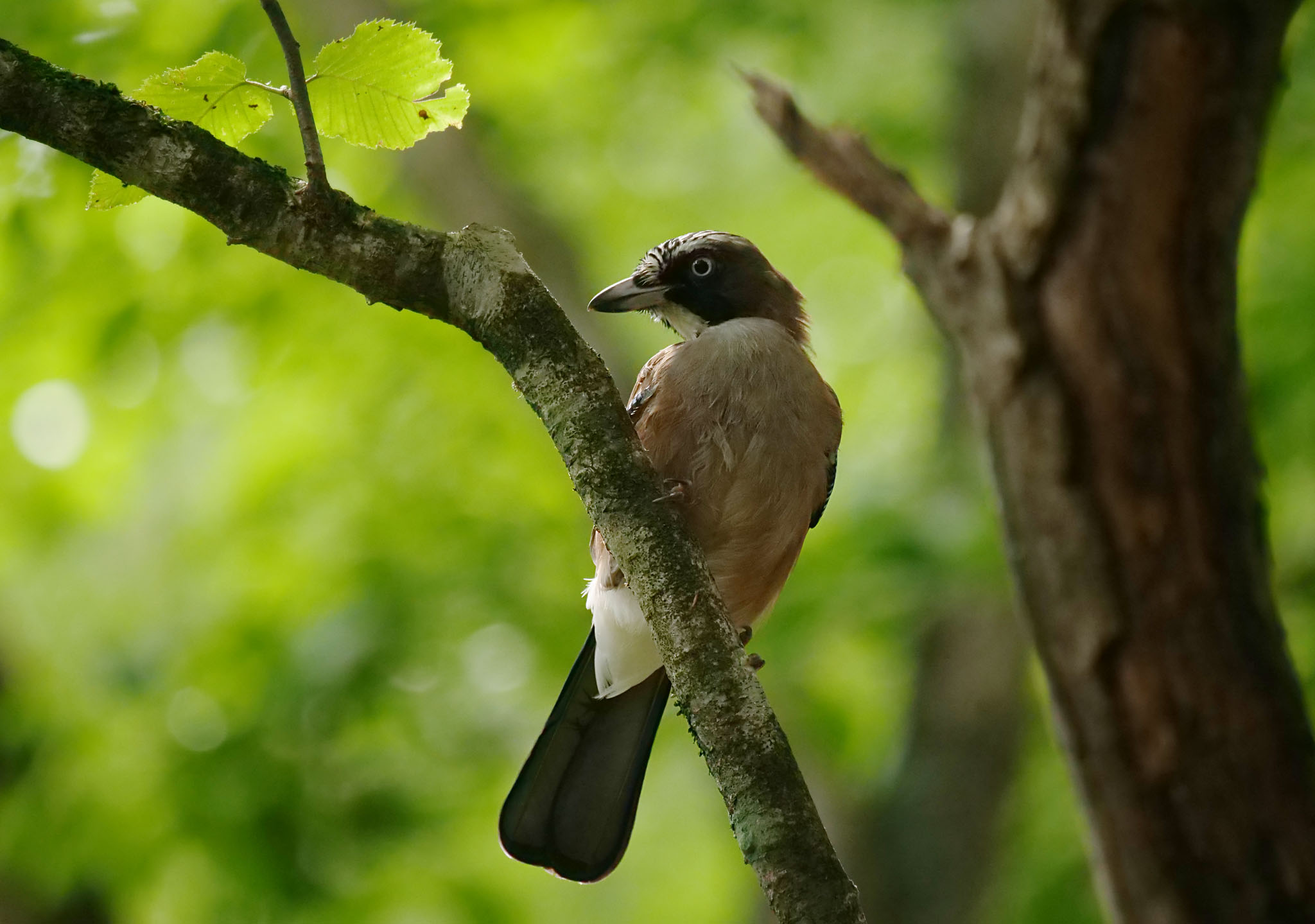 Photo of Eurasian Jay at Yanagisawa Pass by Rothlega