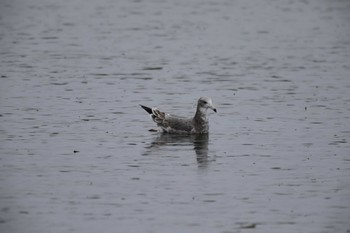 カモメ 野付半島 2019年8月21日(水)