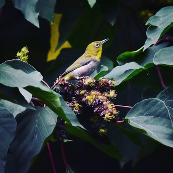 Warbling White-eye 山田池公園 Thu, 8/29/2019