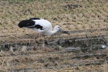 Oriental Stork Unknown Spots Fri, 8/30/2019