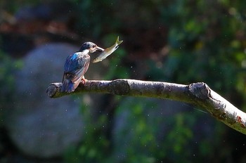 カワセミ 場所が不明 2019年8月14日(水)