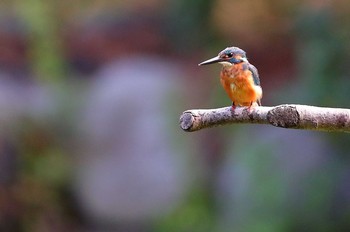 カワセミ 場所が不明 2019年8月14日(水)