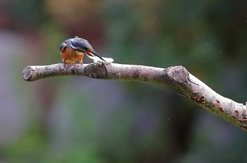 カワセミ 場所が不明 2019年8月14日(水)