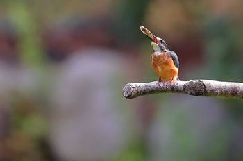 カワセミ 場所が不明 2019年8月14日(水)