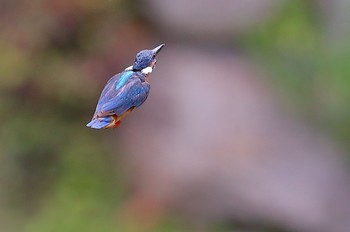 カワセミ 場所が不明 2019年8月14日(水)