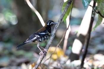 Red-backed Thrush Tangkoko NR(Indonesia Sulawesi Island) Tue, 8/13/2019