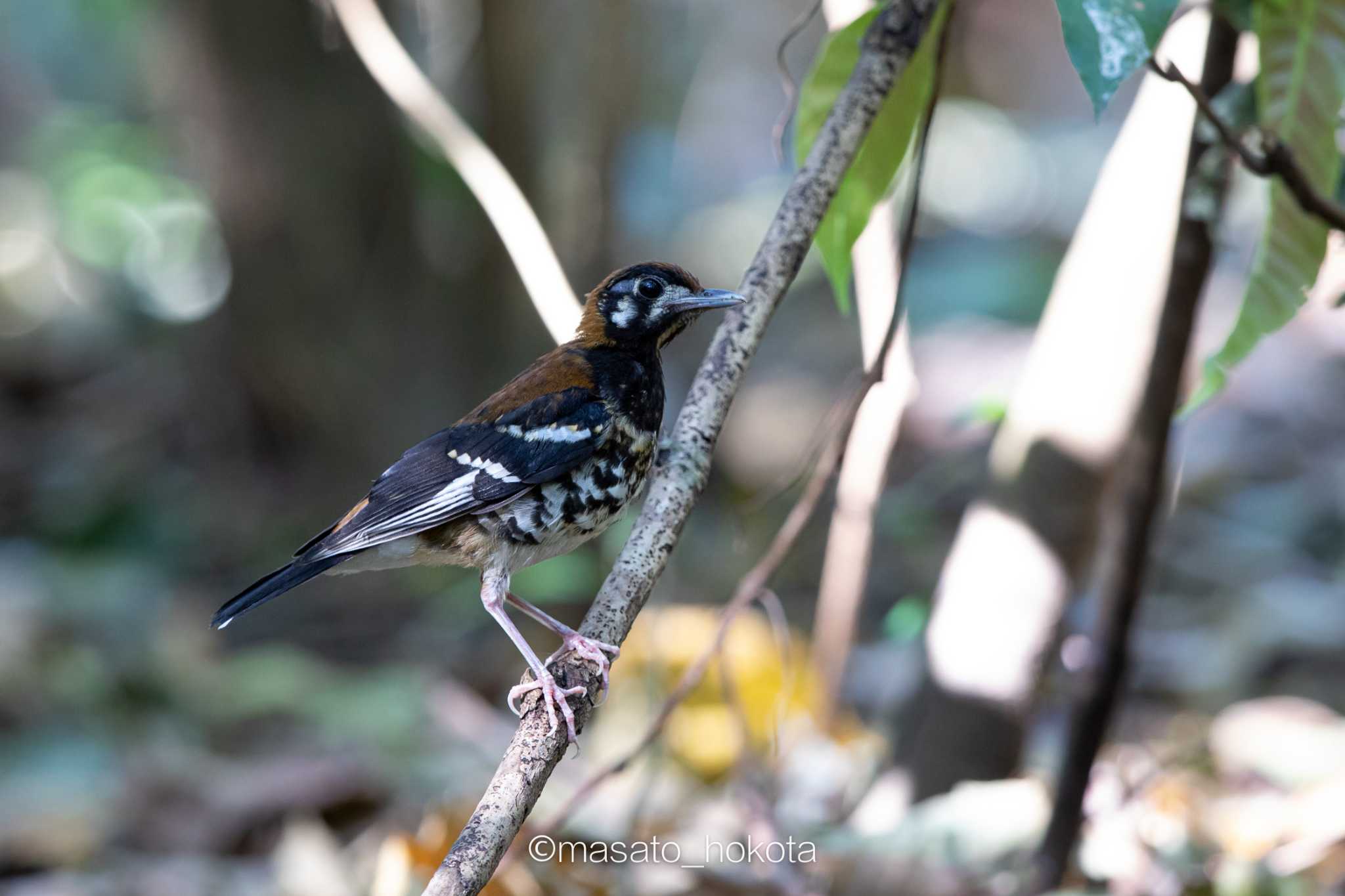 Red-backed Thrush