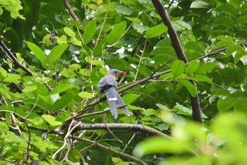 Red-billed Malkoha