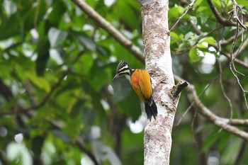 Common Flameback Kaeng Krachan National Park Sat, 6/1/2019