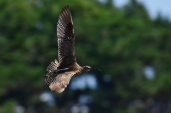 チュウシャクシギ ふなばし三番瀬海浜公園 2019年8月18日(日)